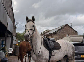 Boots - 16.1 7yr old Gelding
