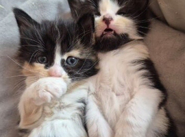 Kitten for sale