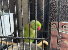 Female ringneck