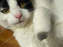 Rehoming a lovely female cat