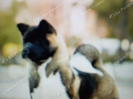 Akita puppy for sale