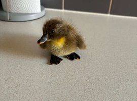 ☆☆ couple remaining ducklings ☆☆