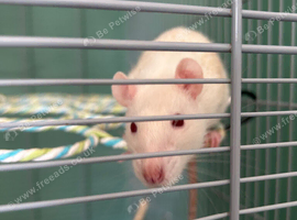 Two 5 month old female fancy rats for sale