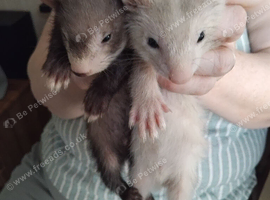 1 Baby Ferret (Male) Ready after 04/08/2026