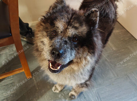 Merle chow for stud