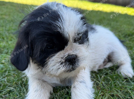 Shih Tzu