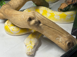 Cb21 female lavender albino het pied reticulated python