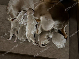 5x isabella & tan miniture dachshunds