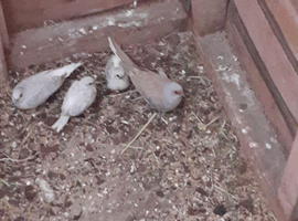 3 pairs of diamond doves