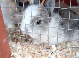 Beautiful baby bunnies