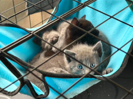 Persian x Siamese