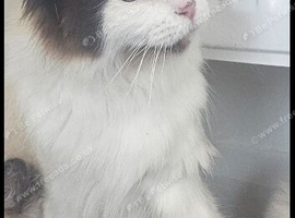 Pure female ragdoll