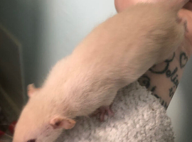 Baby dumbo rats
