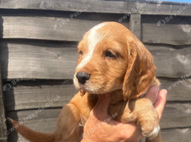 Cocker spaniel pups for sale