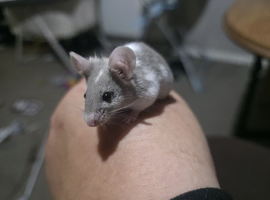2 females