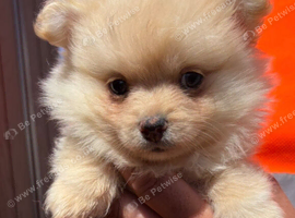 Pomeranian Boy