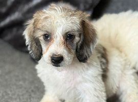 Lovely Doxiepoo Puppies looking for there loving home. Boys and girls available