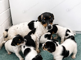 Jack Russell Puppies