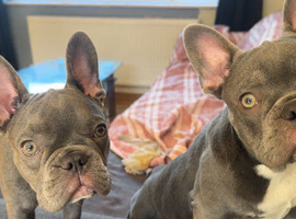 1 boy and 1 girl frenchie puppies for sale