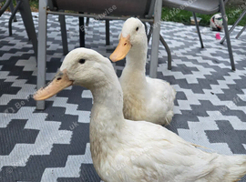 Aylesbury Ducks