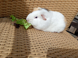 Buddy 2yr Guinea pig