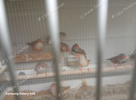 Zebra finches and budgies for sale