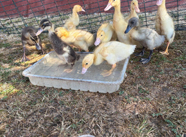 Runner ducks