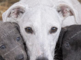 Beautiful whippet puppies.