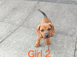 **Reduced*"Miniature dachshund mixed with Patterdale