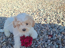 Shichon puppies