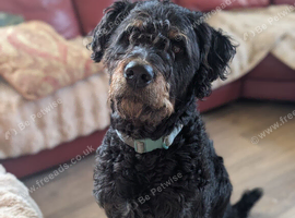 Rottweiler /  Rottidoodle