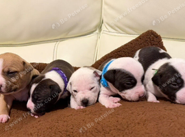 Beautiful staffy puppies