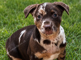 Jack Russell pups