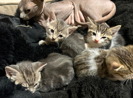Sphinx mix kittens looking for a new home