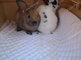 2x9 week old male rabbits