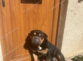 Lovely family pet - Stanley