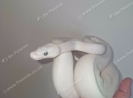 blue eyed leucistic