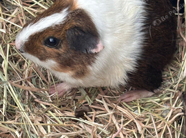 Female guinea pig