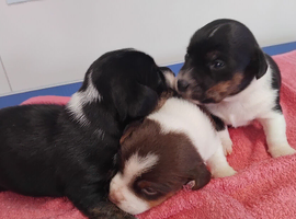 Jack Russell puppies 3 left