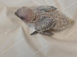 Jenday Conure
