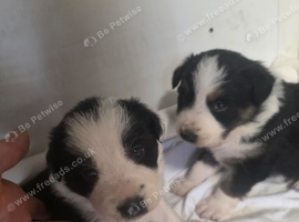 Border Collie puppies