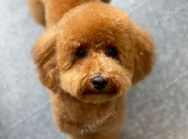 RED TOY POODLE STUD