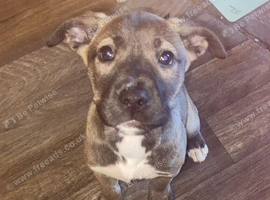 Cute puppy URGENT