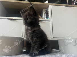 Maine Coon Black Smoke Boy
