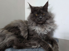 Breeding maine coon male