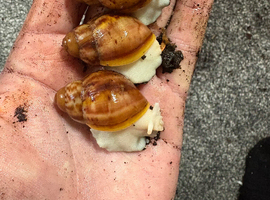 Archachatina Rhodostoma albino body green shell Giant land snail