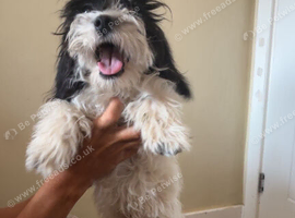 7 month old cavapoo boy