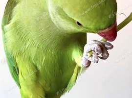 Baby ring neck tamed talking parrot