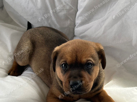 Labrador x German Shepard