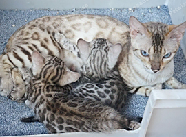 Superb Bengal Rosette Girl Kitten